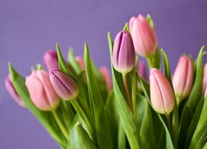 tulpen voor thuis maxyxgenieten